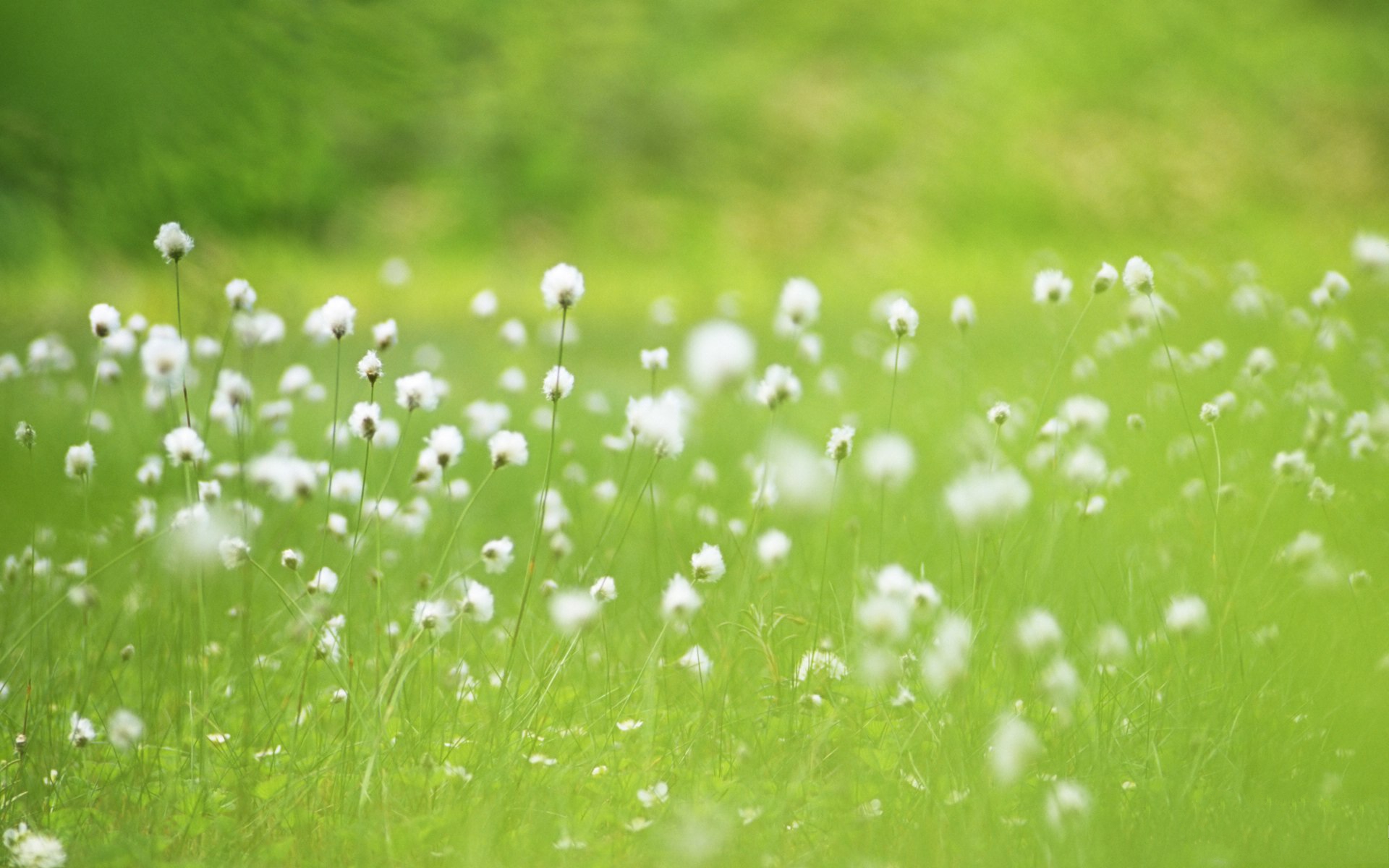 flower in grass